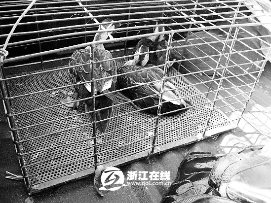 三级联动清查餐馆鸟网 钱江估计有数百职业捕鸟人